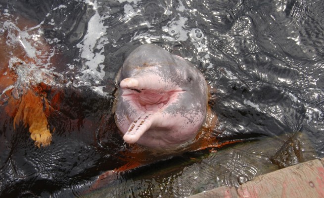 Розов делфин в Амазонка