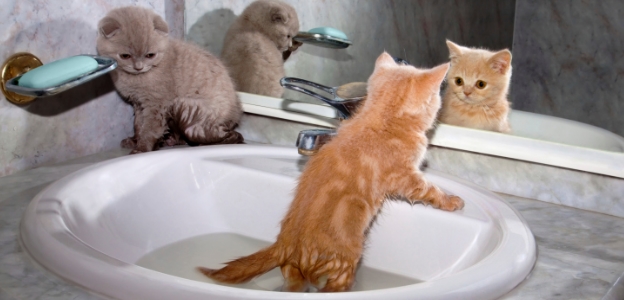 Доказано е, че котките се чувстват по-уютно в чист дом, затова добрите домакини лесно биха спечелили симпатиите им