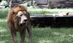 Едва 250 възрастни лъва са останали в Западна Африка