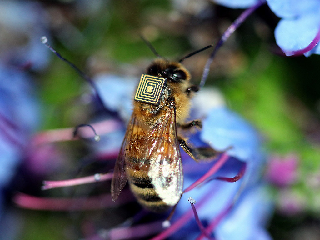 Пчела снабдена с датчик, като част от първата в света програма за научни изследвания за наблюдение на насекомите и тяхната среда. Изследването има за цел да подобри опрашването и производителността на земеделските стопанства, както и да спомогне за разбирането на движещите сили унищожили голяма част от пчелните популации в света