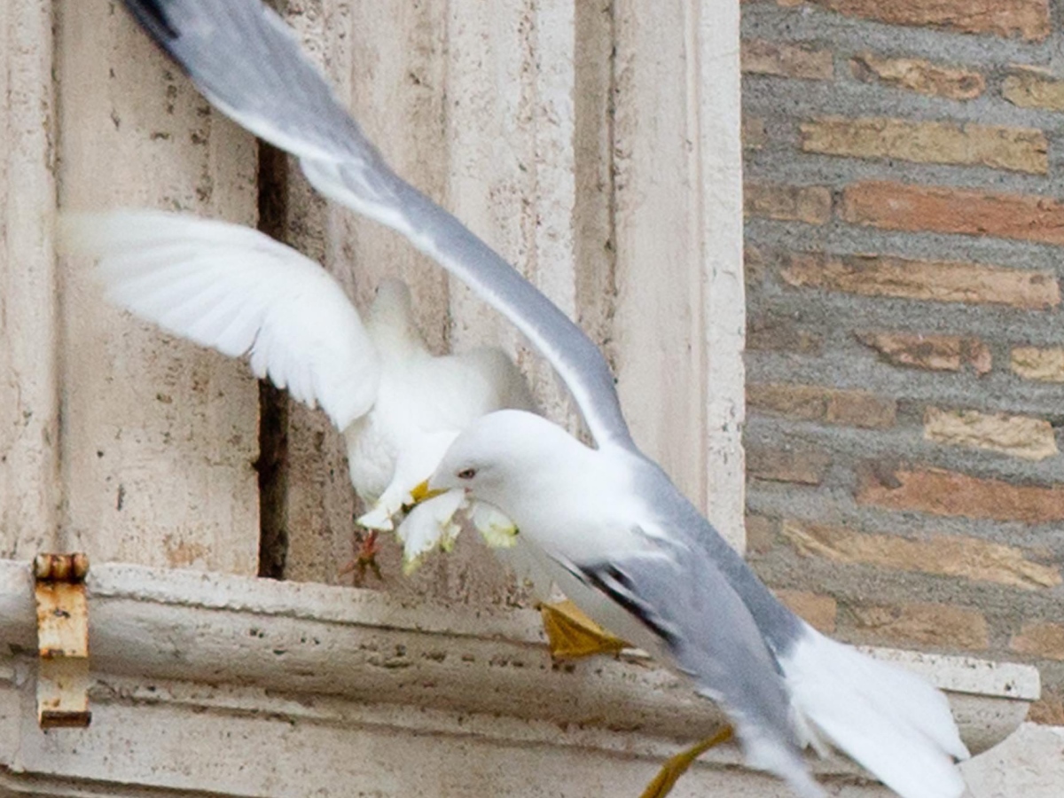 Голубь на карнизе примета. Голуби слетелись. Чайки нападают на голубей. Папа Римский голуби Украина. Папа Римский голубь и Чайка.