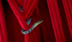 Разкриха тайната на полета на летящите змии