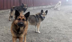 Пак отровени кучета в София