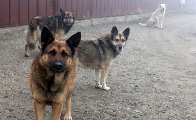 Пак отровени кучета в София