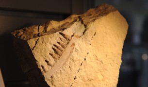 В Ню Мексико откриха фосили от нов вид динозаври