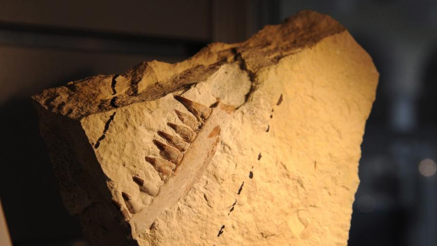 В Китай откриха "животински Помпей" от периода креда