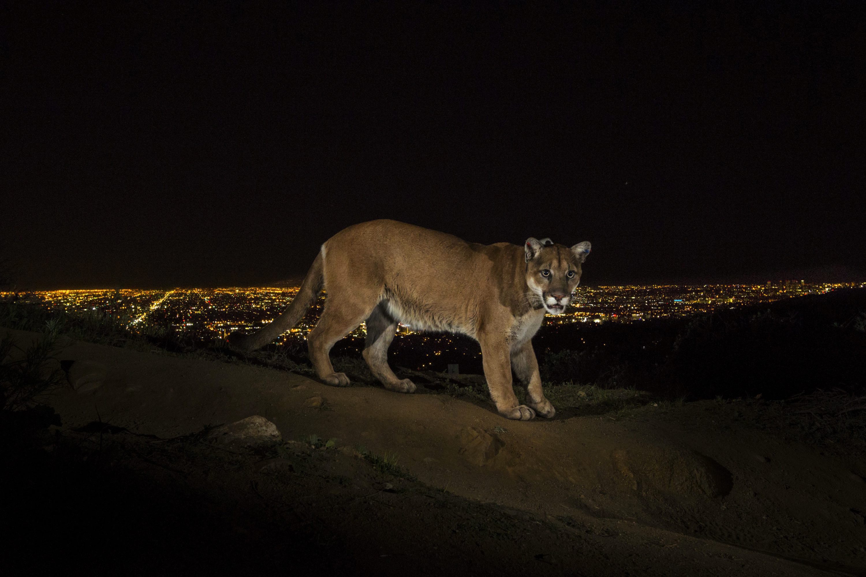 Снимка на пума, разхождаща се през нощта в парк над Лос Анджелис, на американския фотограф Стив Уинтър