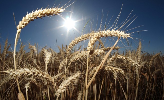 Украйна: 40 тона зърно са унищожени при руска атака