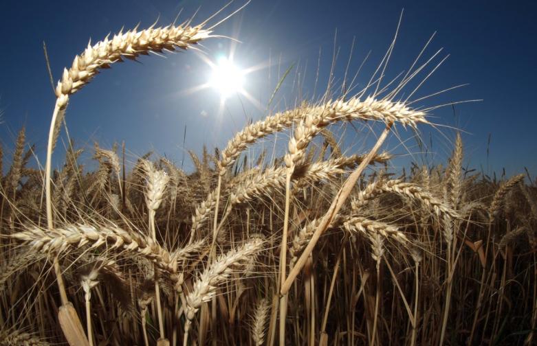 зърно пшеница земеделие реколта