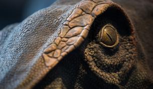 Откриха най-големия хищен динозавър в Европа