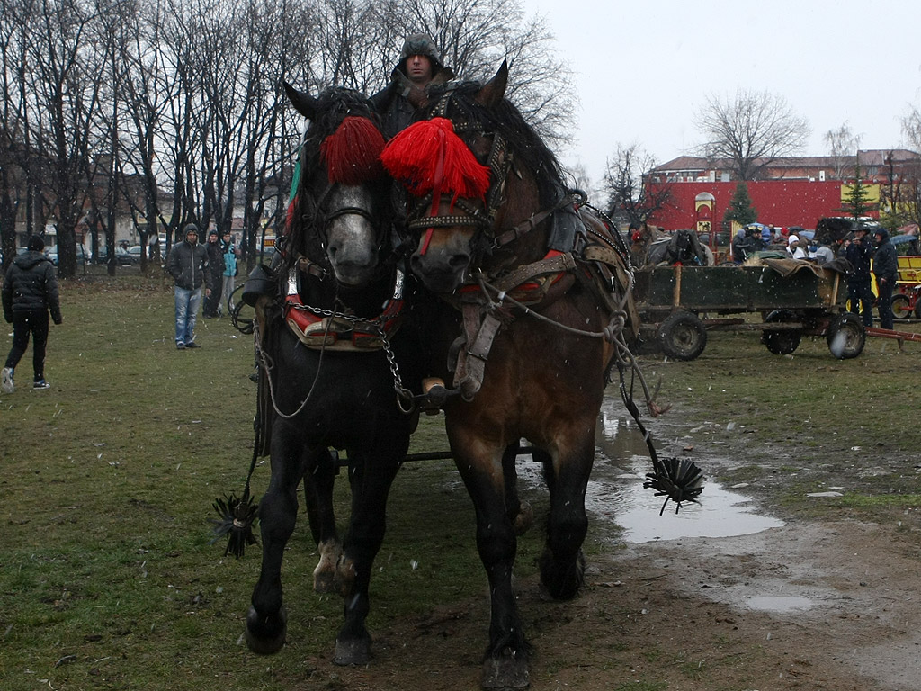 Тодорова събота в Гр. Самоков, деня на коневъдството и конния спорт. Тодоровден, Конски Великден, Съботата след Сирни Заговезни се празнува главно за здраве на конете.
