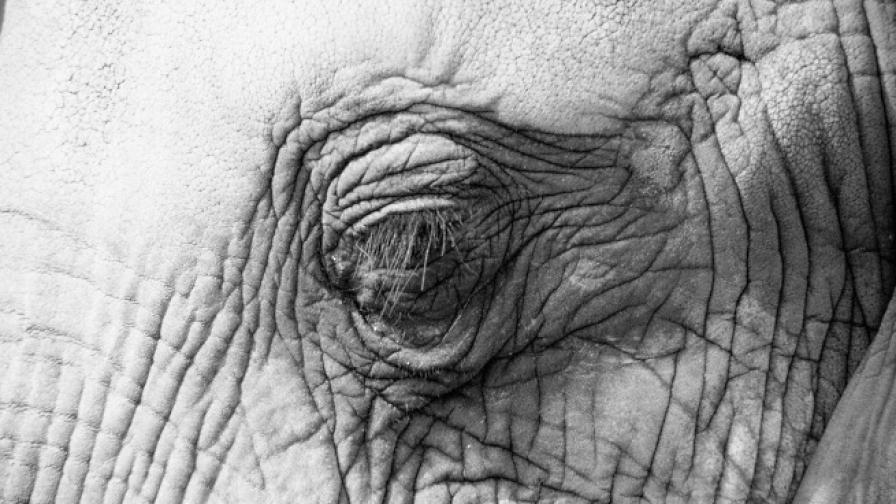 Хит в мрежата: Ядосан слон мачка автомобили