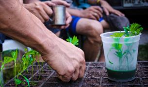 Уругвайските военни ще отглеждат марихуана