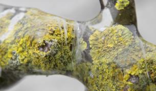 Регенерираха мъх, замръзнал преди 1500 г.