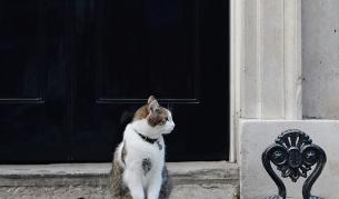 Двама британци се заразиха с туберкулоза от котка