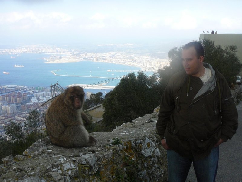 Пак Гибралтар Пълно с някакви досадни хищни маймуни Маймунска работа1