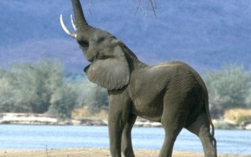 Индийски слон на „Герена”