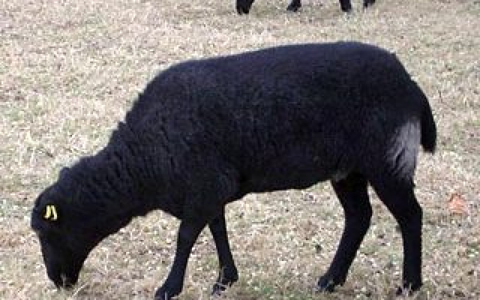 Изненада: Черна овца в съблекалнята на Барса