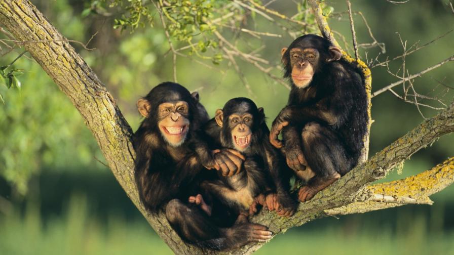 Шимпанзета си направиха стълба и избягаха от зоопарк