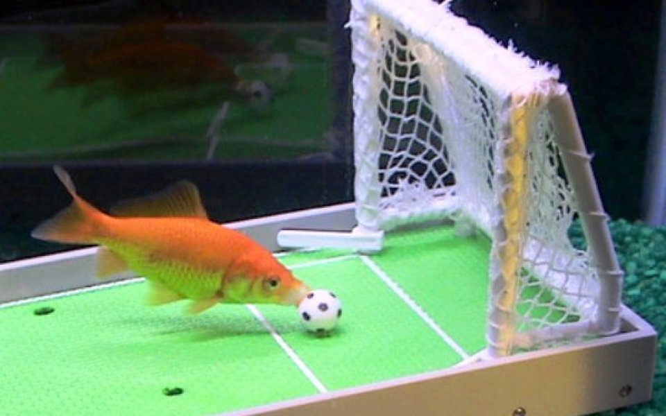 Футболна топка уби двуметрова риба