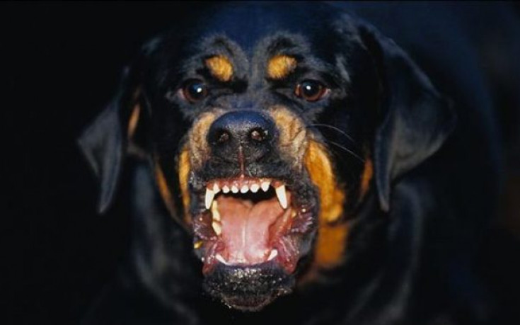 Стилиян Петров и компания нападната от ротвайлери гиганти