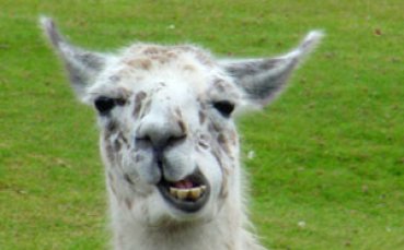 Папагали, лами и черни лебеди гледат тренировката на Локо