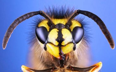 Левски разпуска с джитбол, оса порази Бижутера