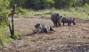 Носорозите са застрашени от изчезване до 2020 г.