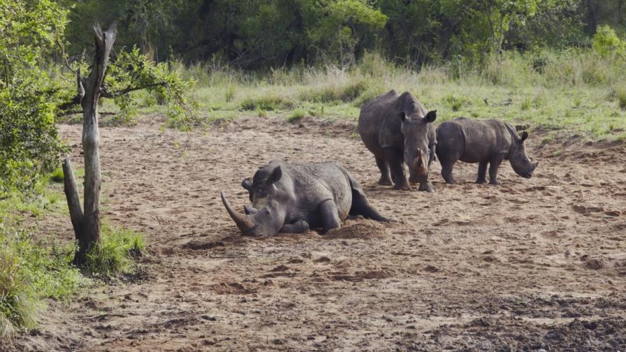 Носорозите са застрашени от изчезване до 2020 година