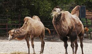 Камилче от застрашен вид се роди в зоопарка в Будапеща