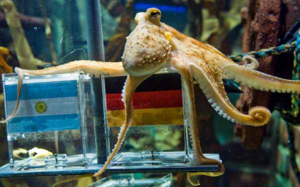 СНИМКИ: Уникален октопод-оракул предвижда успешно мачовете от Световното