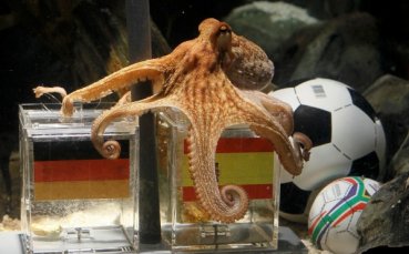 Испански бизнесмен предложи 30 000 евро за октопода Паул