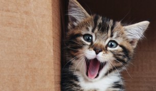 Всяка сладка черта на вашата котка има научно обяснение