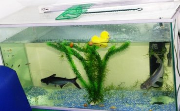 Фенклубът на Черноморец отглежда истински акули