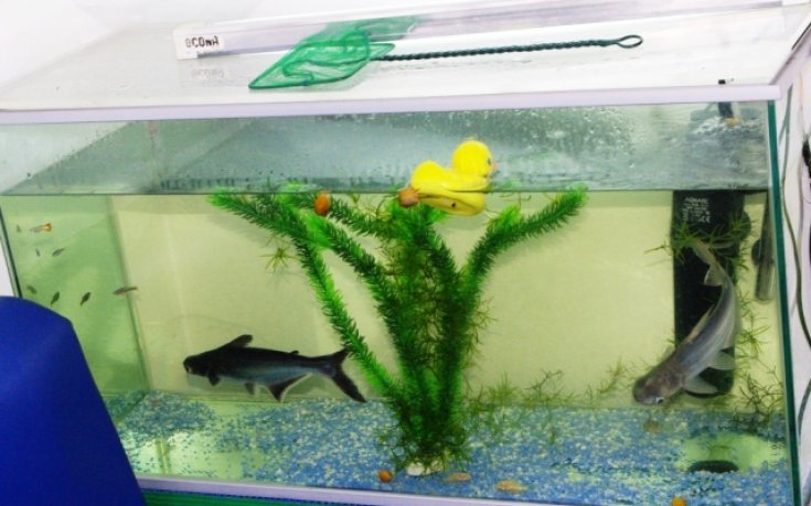 Фенклубът на Черноморец отглежда истински акули