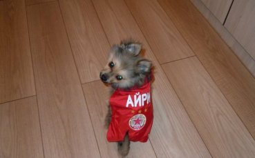 ЦСКА картотекира куче за Лига Европа