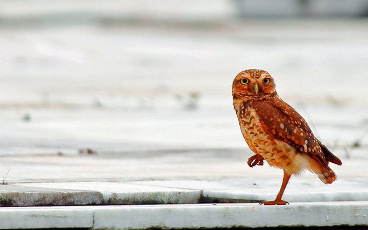 Ритнатият бухал почина, затвор чака футболиста-убиец