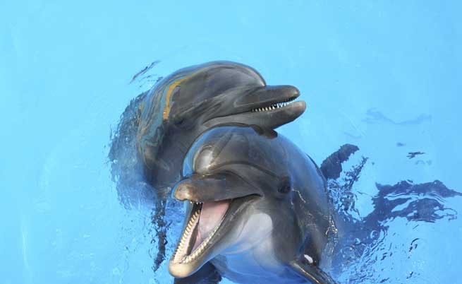 Русия може да залови и препрограмира бойните делфини на САЩ