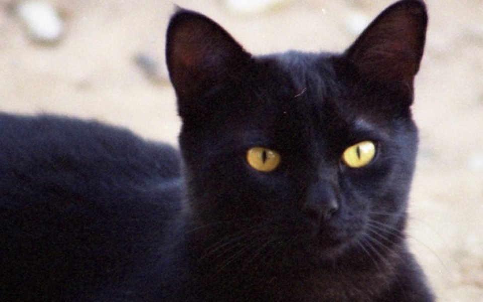ВИДЕО: Черна котка изскочи на Ноу Камп по време на Барса - Реал