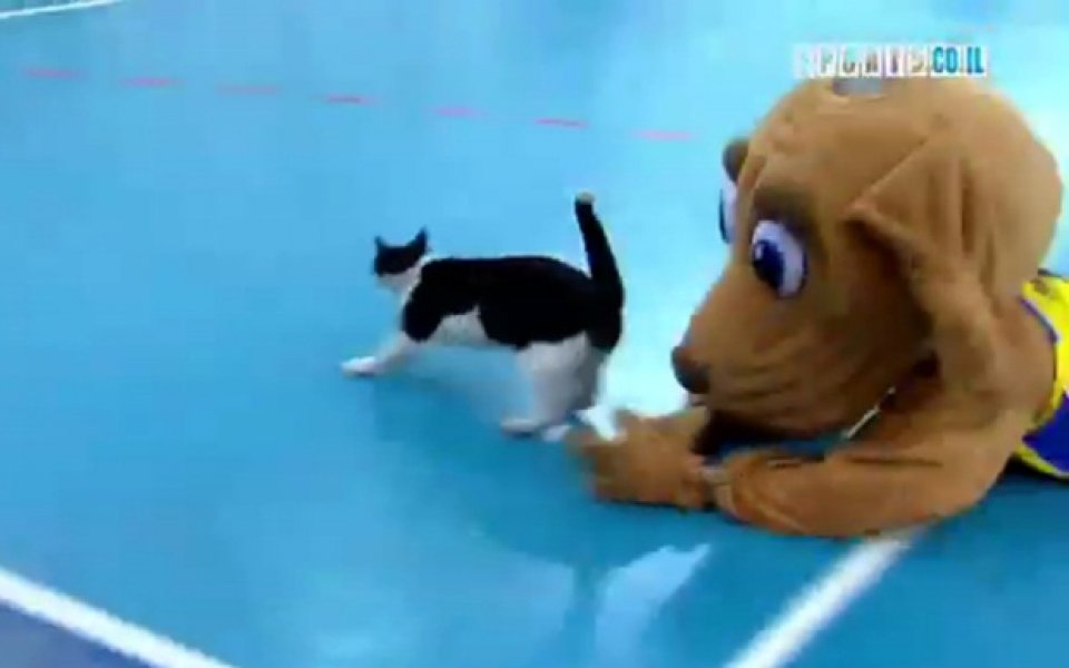ВИДЕО: Талисман-куче гони котка по време на баскетболен мач