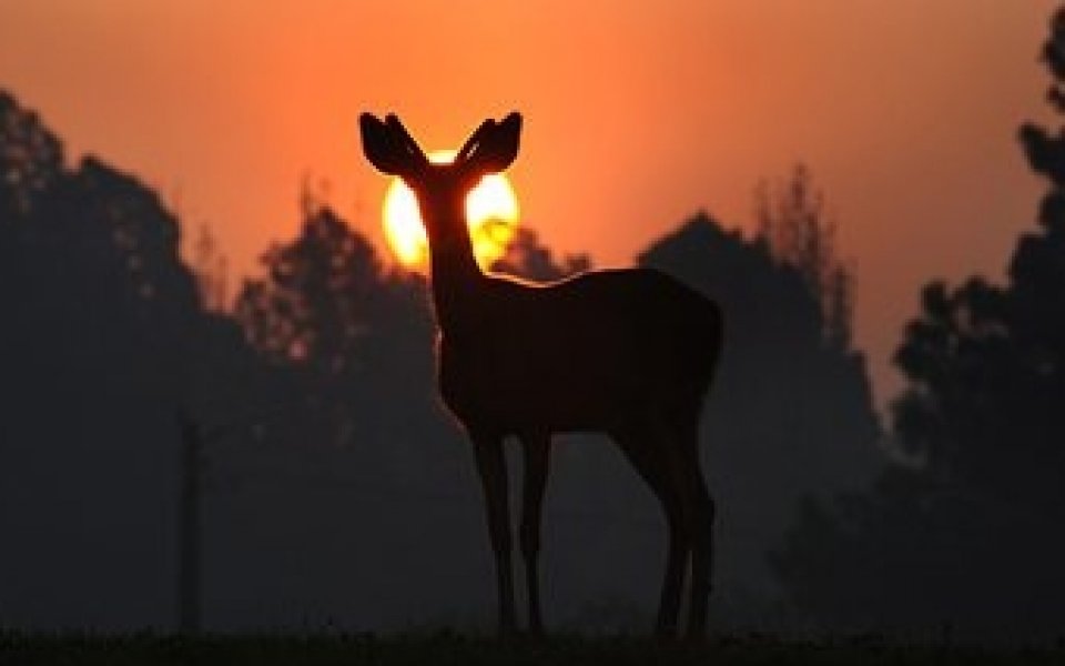ВИДЕО: Елен преби скейтър по време на състезание