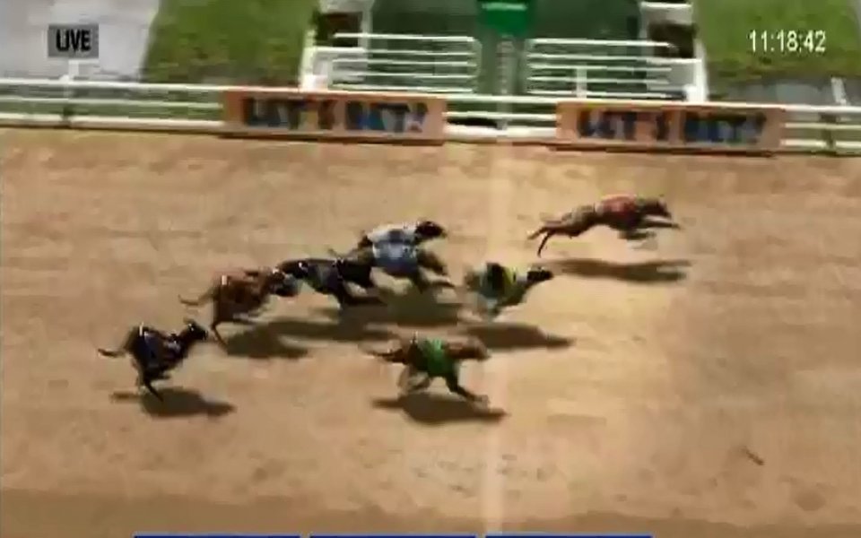 Три хрътки донесоха почти 10 000 лева на участник в Еврофутбол