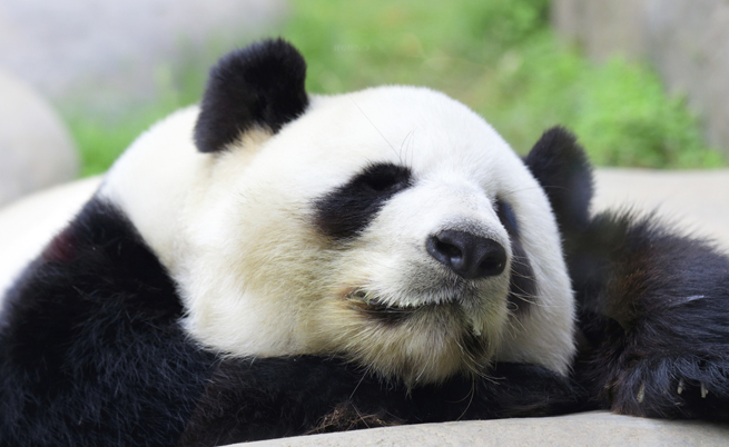 Гигантска панда симулира бременност, за да я глезят