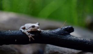 Откриха 14 непознати вида "танцуващи" жаби
