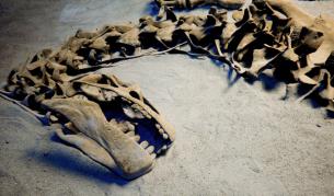 В Чили откриха много останки от динозаври