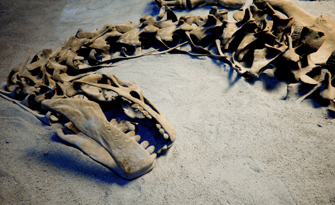 В Чили откриха голямо находище на останки от динозаври