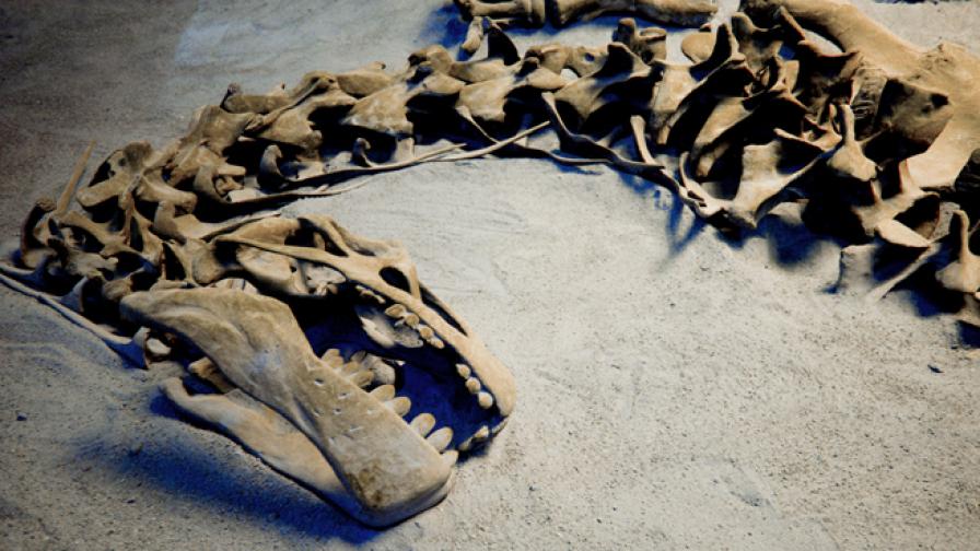 Палеонтолози потвърдиха: Oткрит e нов вид тиранозаври
