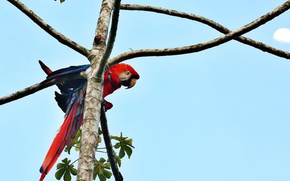 Арестуваха псуващ папагал и го пратиха в изгнание