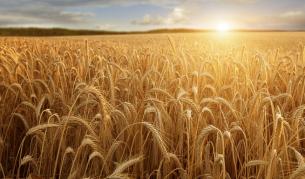 Българските семена влизат в новия Ноев ковчег в Норвегия