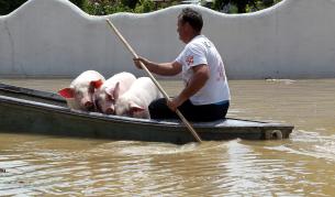 Ново бедствие за Балканите – удавените животни